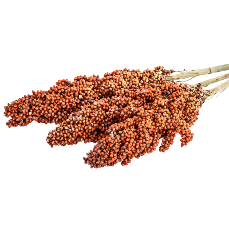 Sorghum